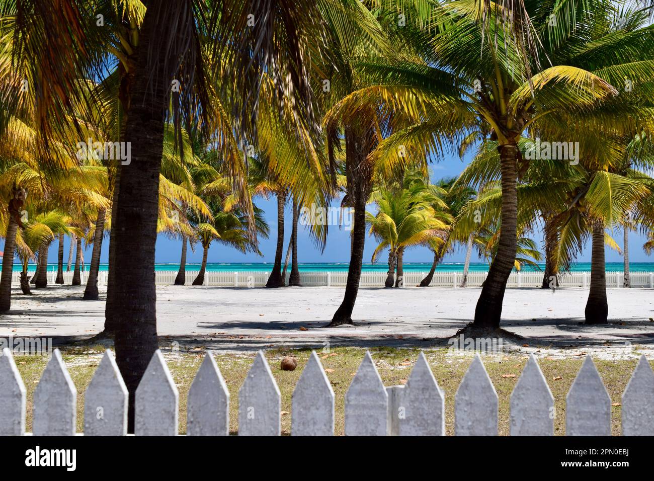 Palm trees on a beach, with the turquoise sea in the background, on a sunny day in San Pedro, Ambergris Caye, Belize, Caribbean/Central America. Stock Photo