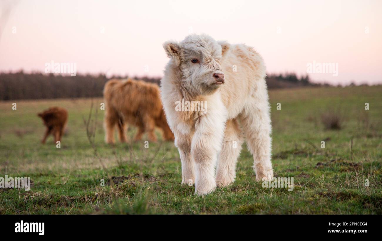 White Highland Cattle