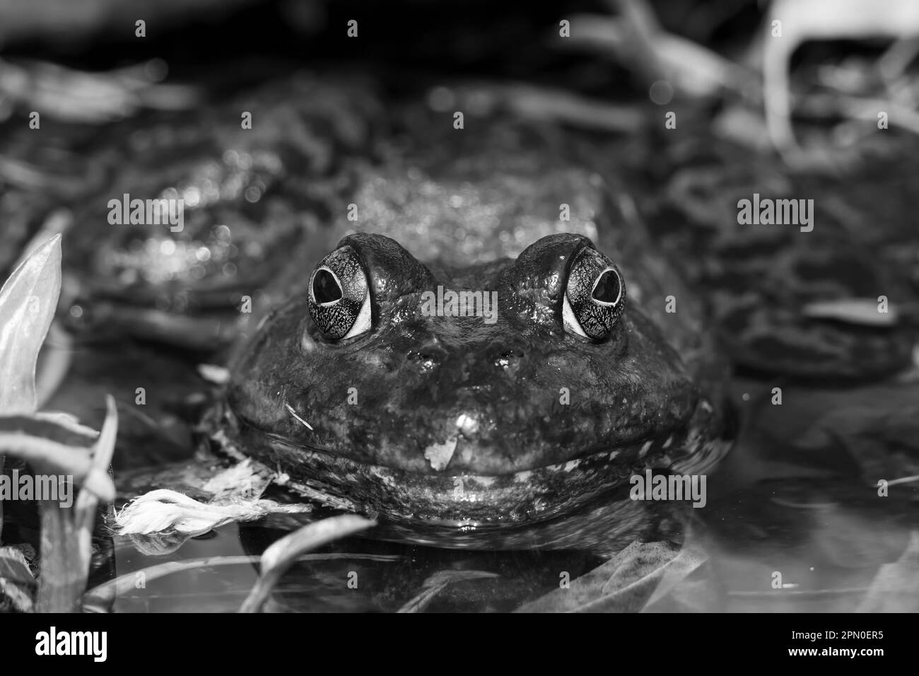Portrait of an American bullfrog in black and white. It is an amphibious frog, and a member of the family Ranidae, or true frogs. Stock Photo