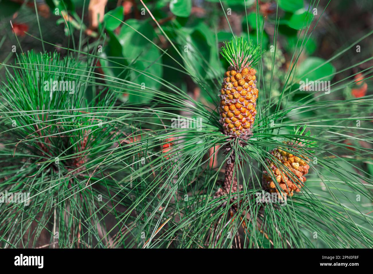 Conifer needles with cones . Evergreen coniferous branch Stock Photo
