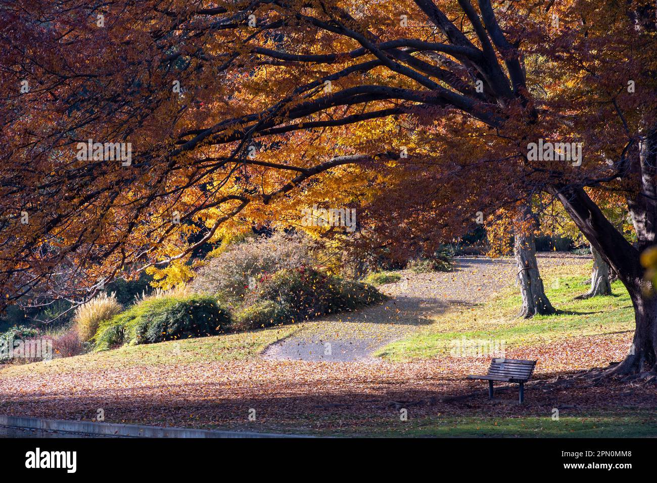 Leaves falling from a tree at the UC Davis arboretum, CA, USA, on a beautiful sunny day, featuring a walkway and a bench Stock Photo