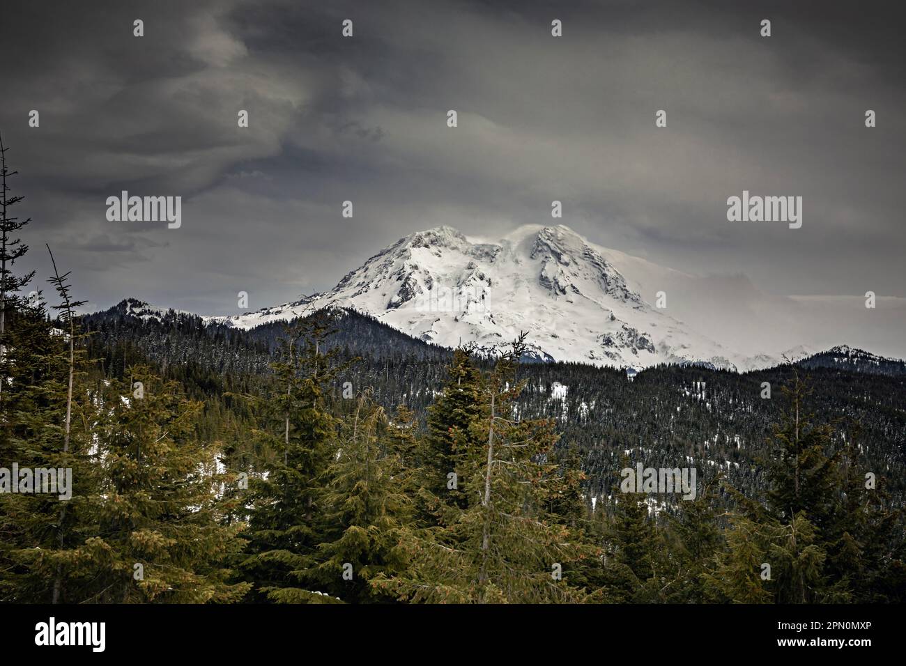 WA23353-00...WASHINGTON  - Mount Rainier viewed from the Mountain Vista Point in the northern unit of the Mount Tahoma Trails. Stock Photo