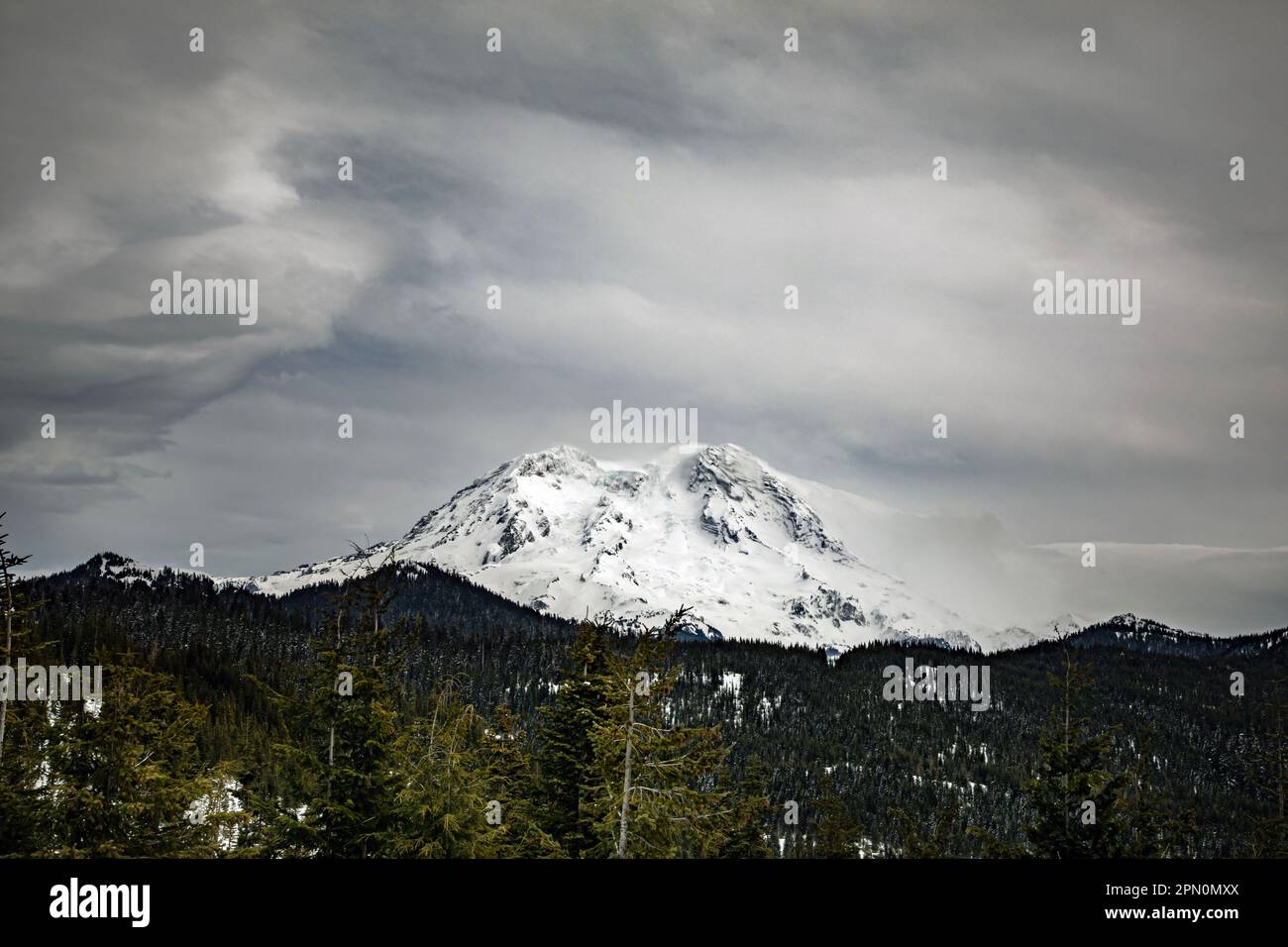 WA23353-00...WASHINGTON  - Mount Rainier viewed from the Mountain Vista Point in the northern unit of the Mount Tahoma Trails. Stock Photo