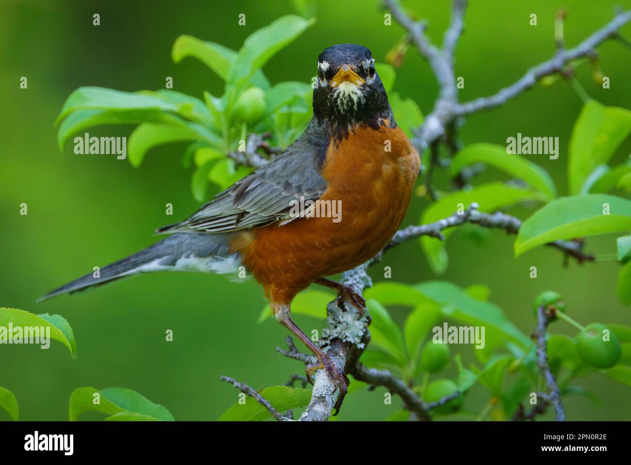 An American robin perched in a plum tree. Stock Photo