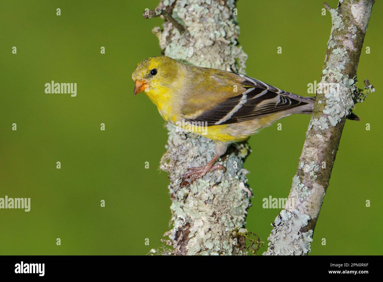 An American Goldfinch perched on a tree branch. Stock Photo