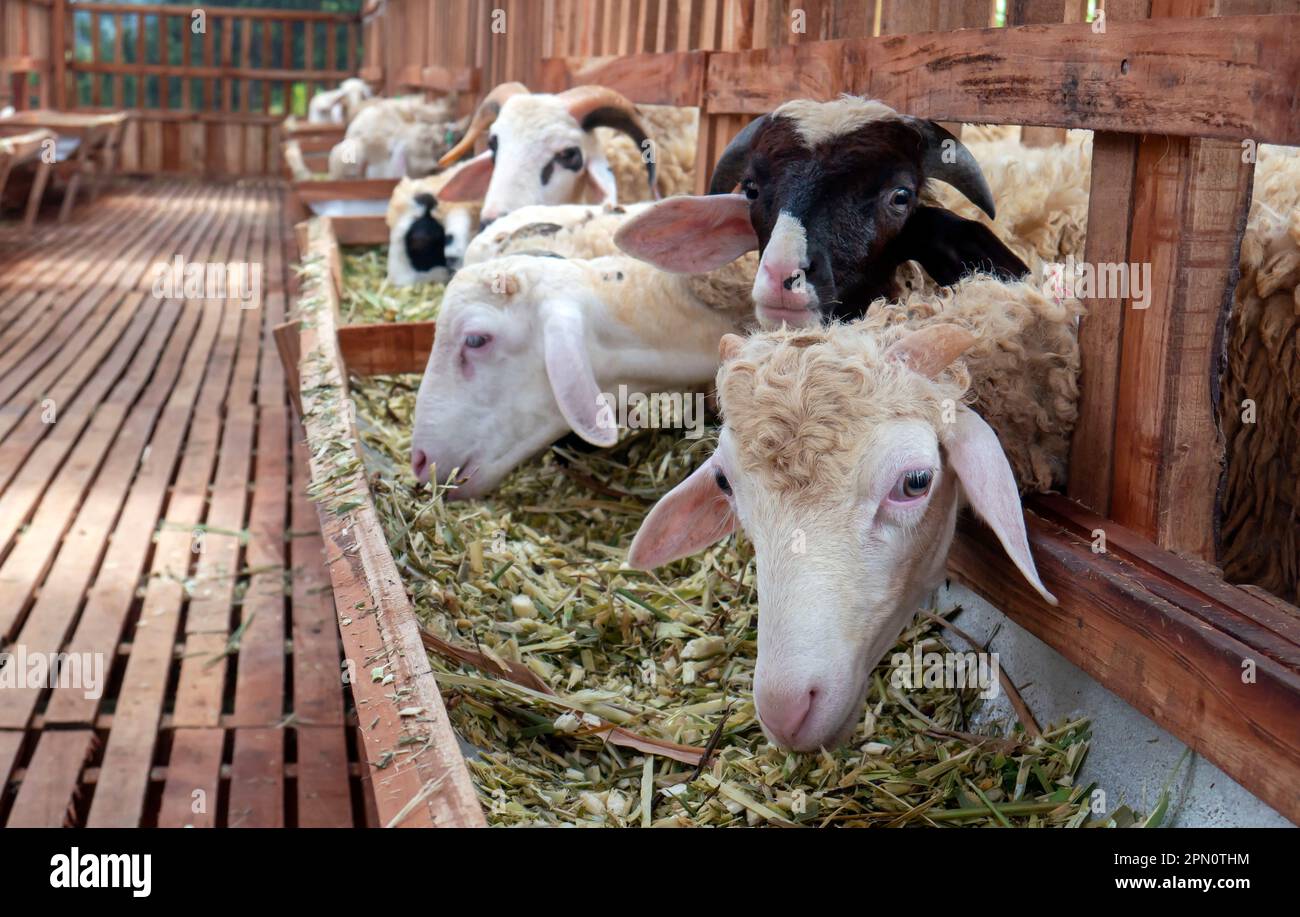 A domestic male goat in the farmhouse in Kulon Progo, Yogyakarta, Indonesia Stock Photo