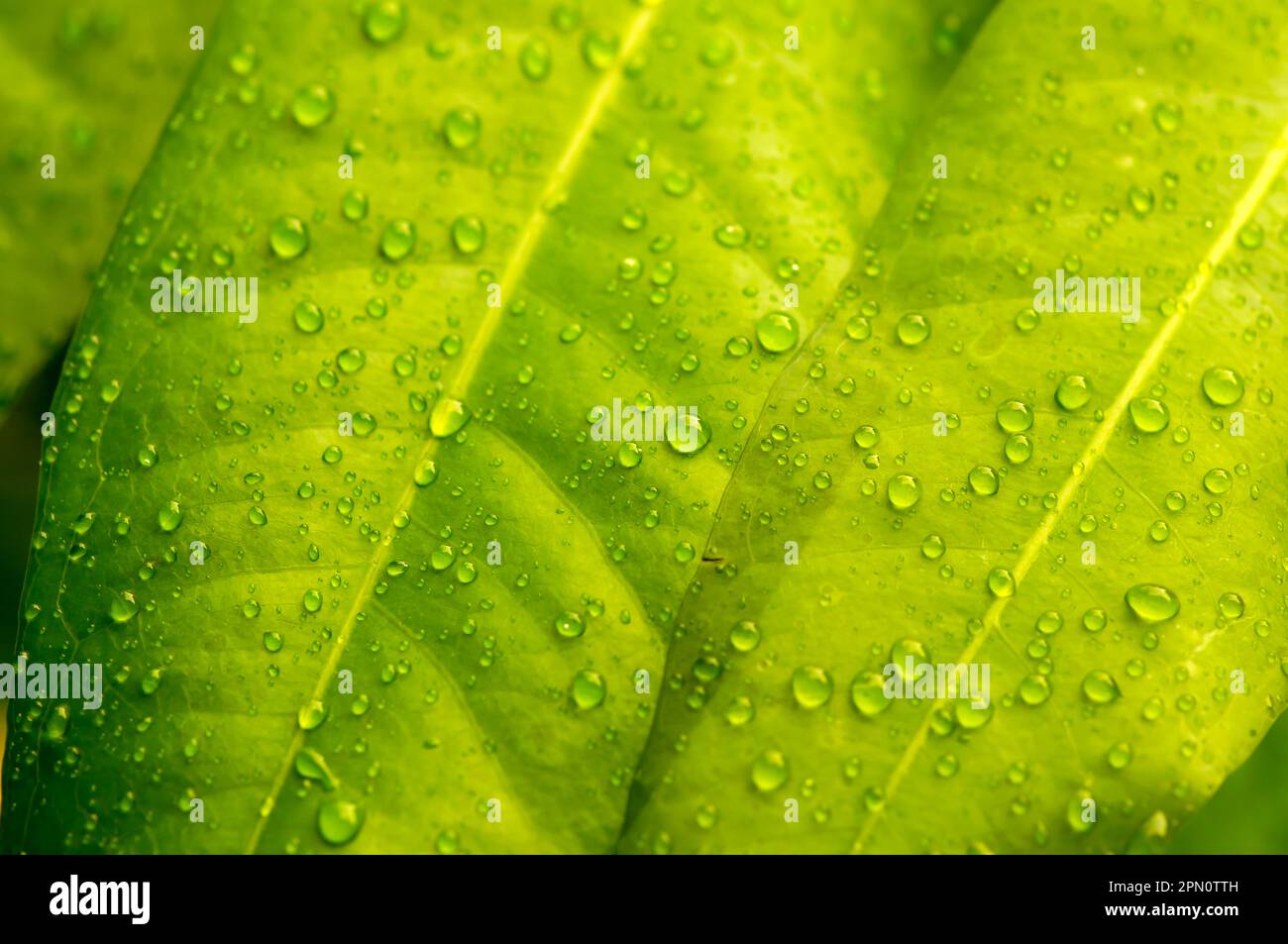 Water apple green leaves with water splash, selected focus for natural background Stock Photo