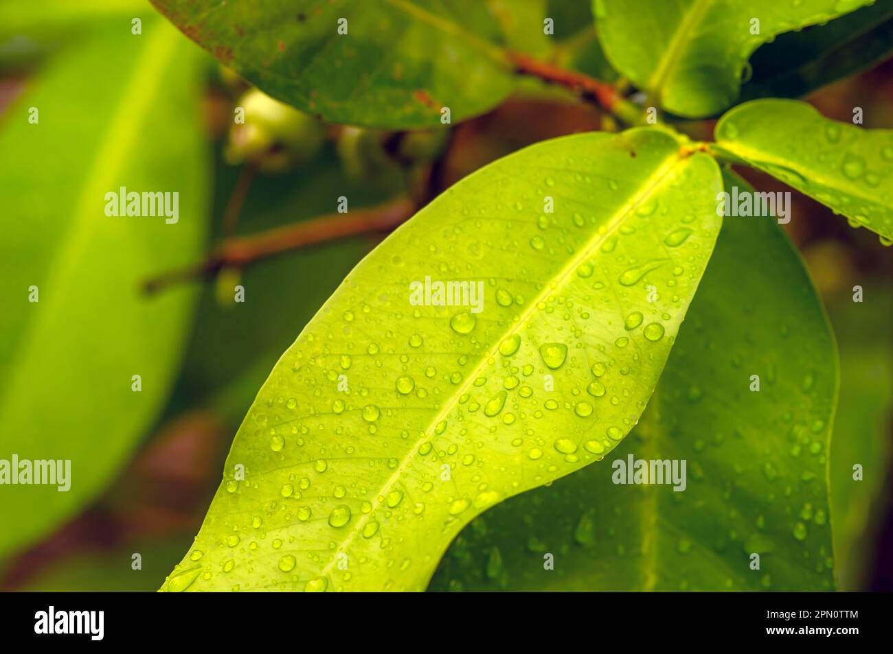 Water apple green leaves with water splash, selected focus for natural background Stock Photo