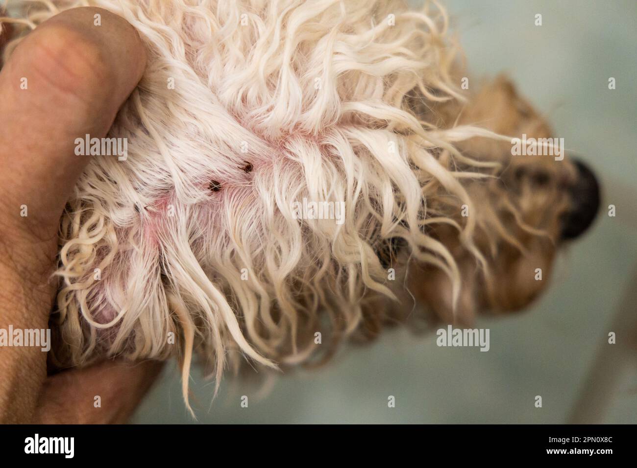 Hand search and remove tick flea from pet dog fur coat and skin during shower Stock Photo Alamy