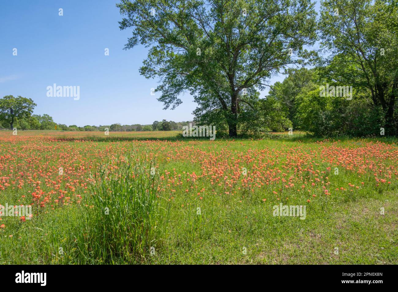 Indian grass field hi-res stock photography and images - Alamy