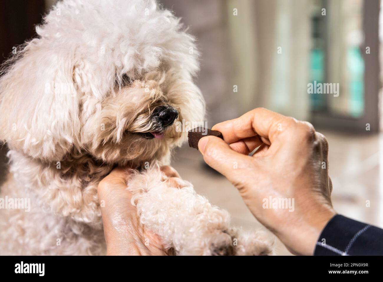 Closeup on hand feeding pet dog with chewable to protect and treat from