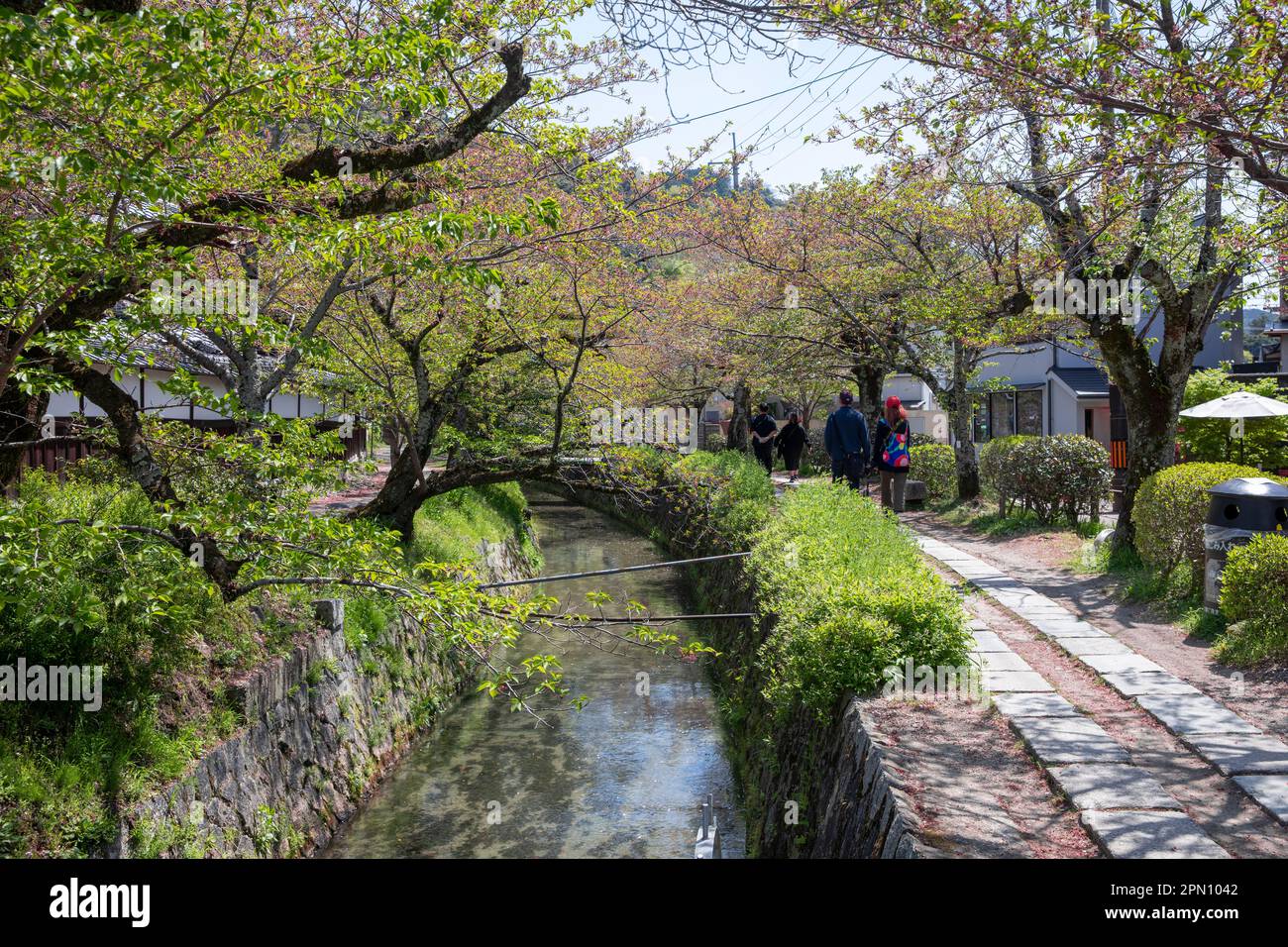 Kyoto Japan April 2023, Philosophers Path walking trail during cherry