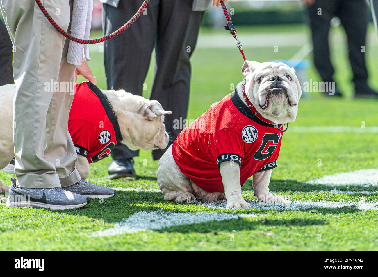 ATHENS, GA - APRIL 15: Que, also known as Uga X, looks over his shoulder as  Boom, or Uga XI, comes onto the field during the retirement ceremony for Uga  X and