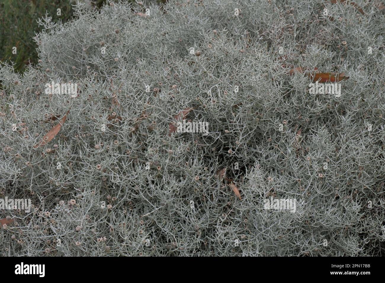 Closeup of the silver leaved garden shrub Leucophyta brownii cushion bush, which is a native plant to Australia. Stock Photo