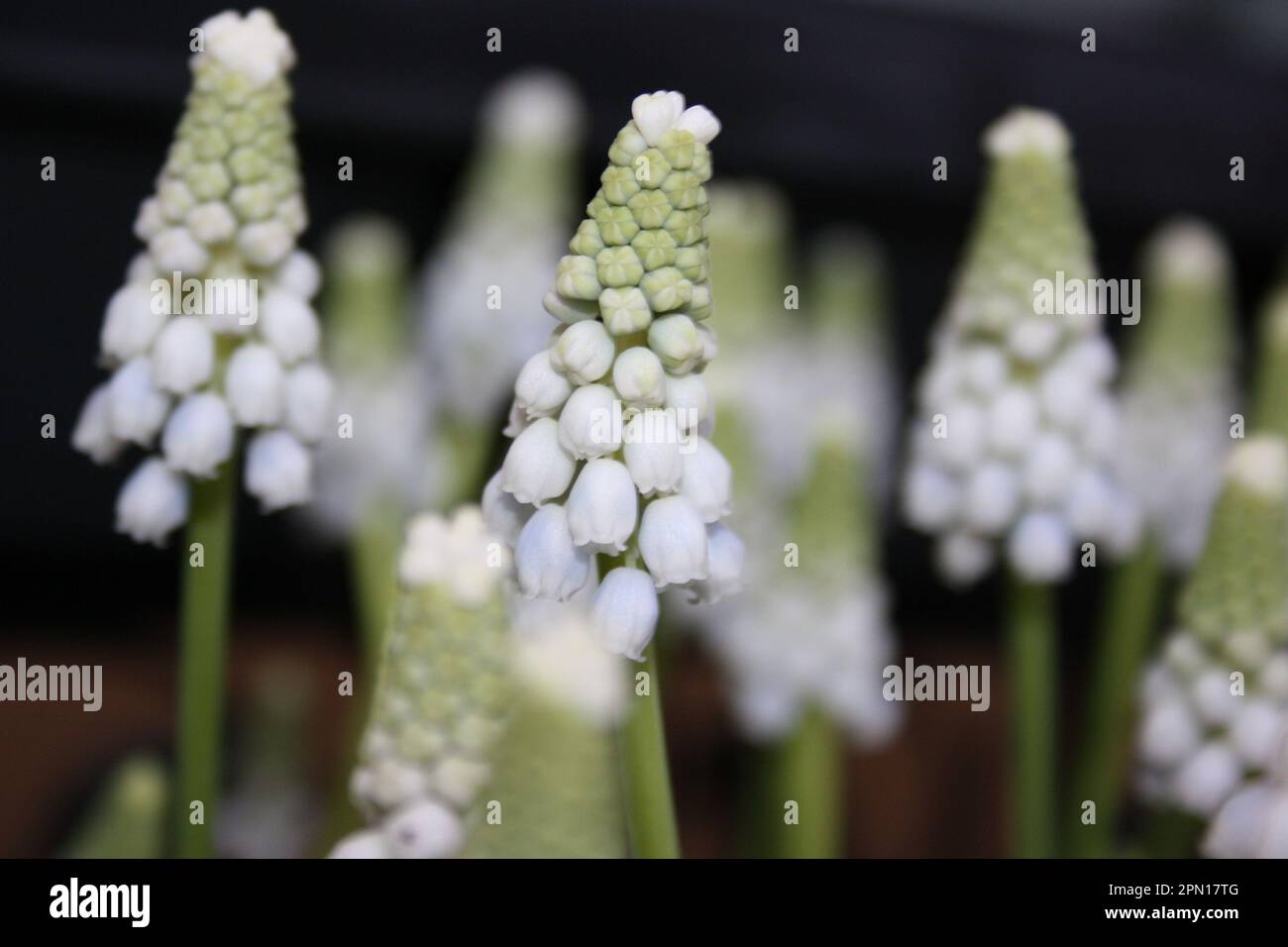 A close-up shot of a white Muscari aucheri blooming in lush, green grass, with another flower in the background Stock Photo