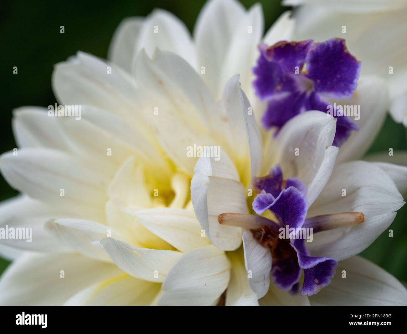 White Dahlia flower dotted with purple flowers from a Geisha Girl Plant, Australian garden Stock Photo