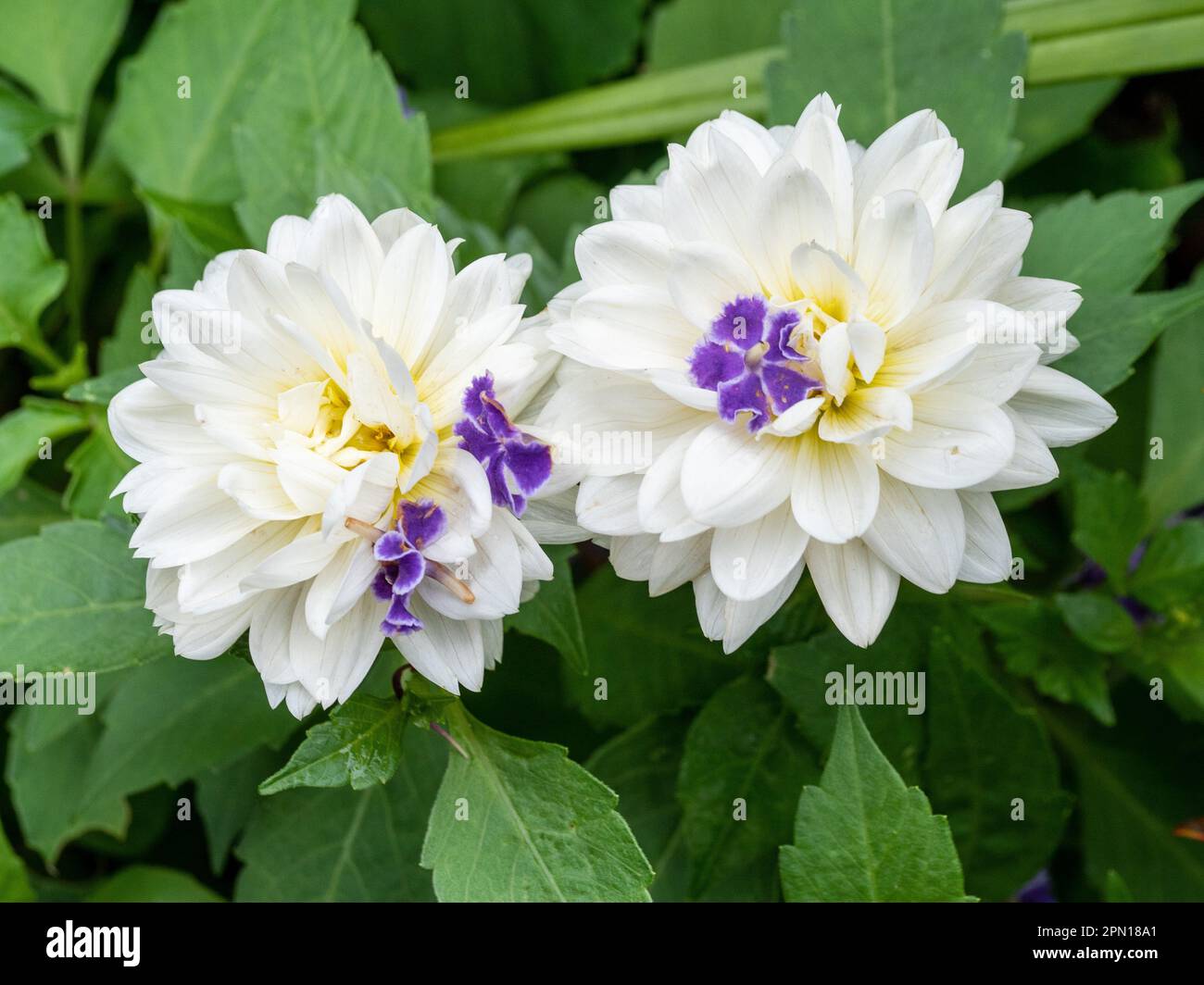 Two White Dahlia flowers dotted with purple flowers from a Geisha Girl Plant, Australian garden Stock Photo