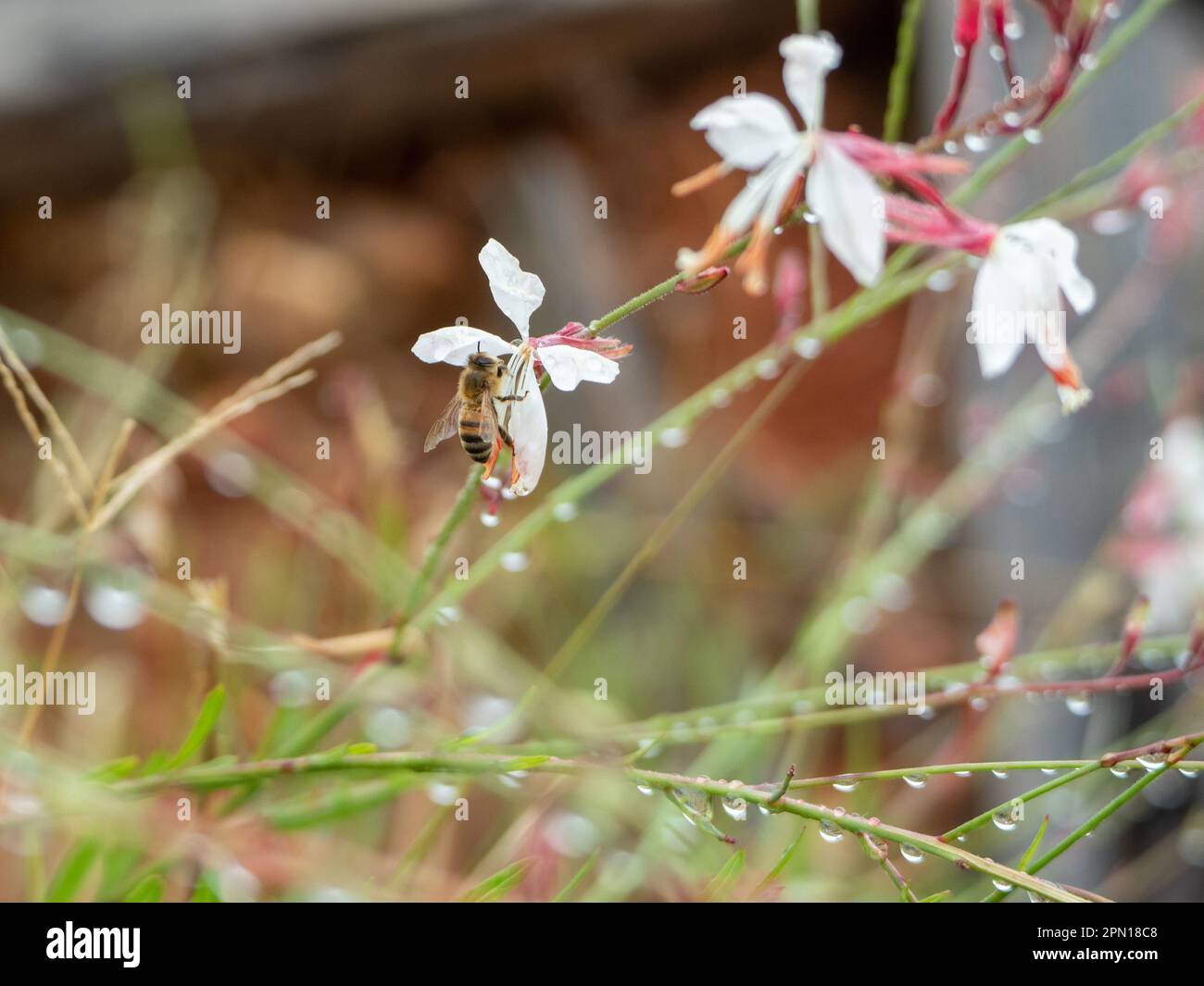 A Bee amongst white and pastel pink Gaura lindheimeri Whirling Butterfly Flowers covered in fresh raindrops, Australian cottage garden Stock Photo