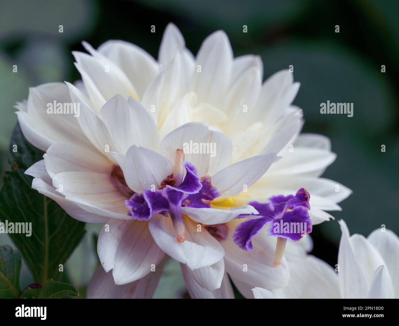 White Dahlia flower dotted with purple flowers from a Geisha Girl Plant, Australian garden Stock Photo