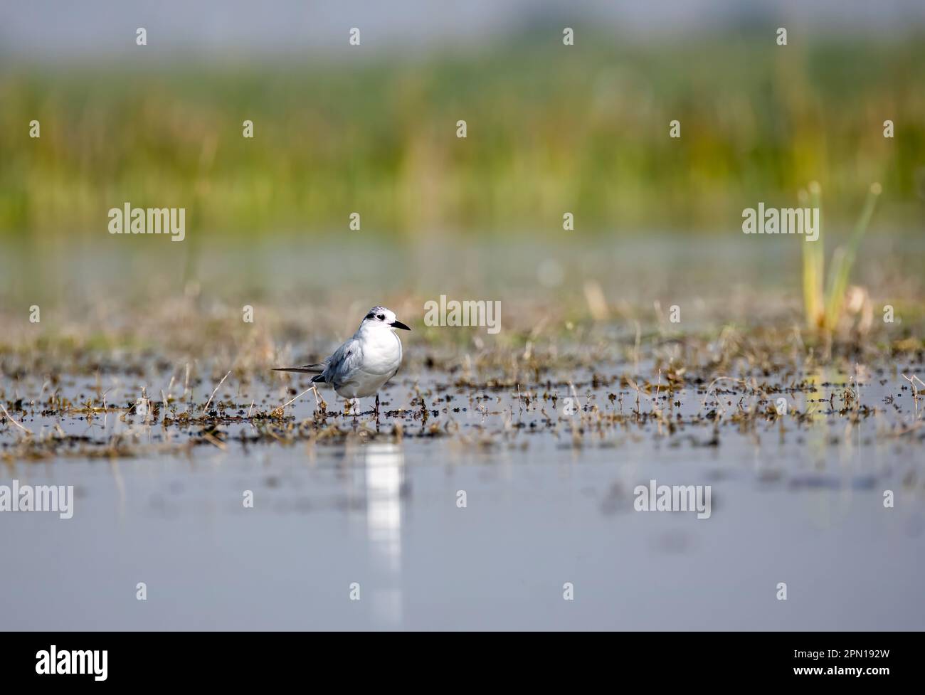 A whiskered tern resting at the edge of the lake inside Nalsarovar bird sanctuary in Gujarat Stock Photo