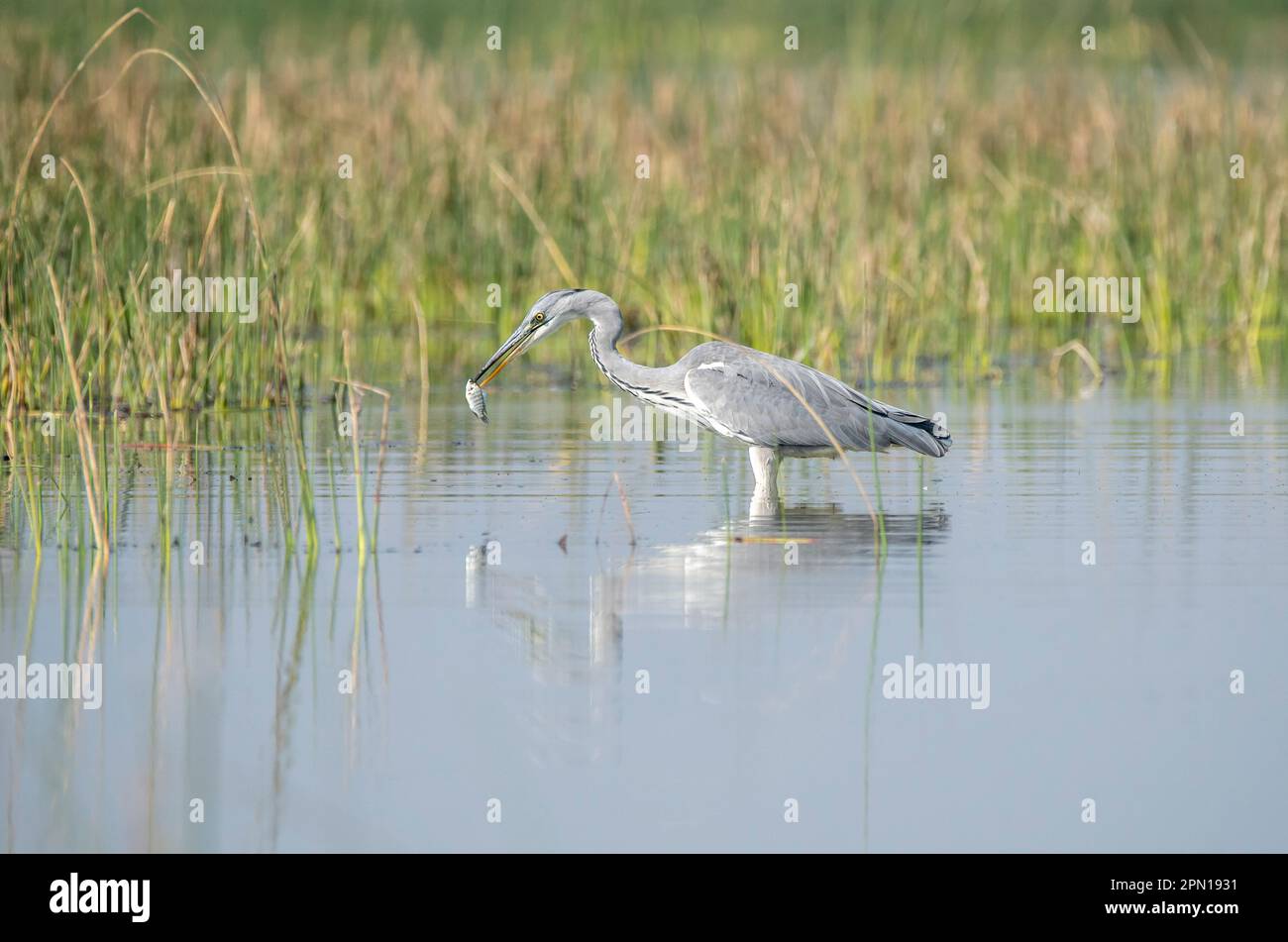 A grey heron catching fish in shallow waters of Nalsarovar bird sanctuary on the outskirts of Ahmedabad in Gujarat Stock Photo