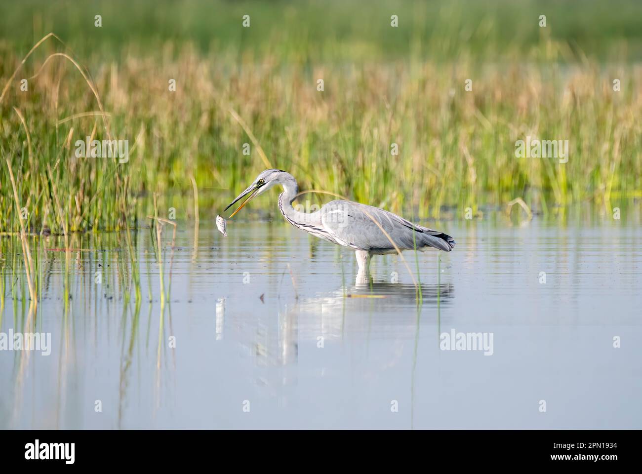 A grey heron catching fish in shallow waters of Nalsarovar bird sanctuary on the outskirts of Ahmedabad in Gujarat Stock Photo