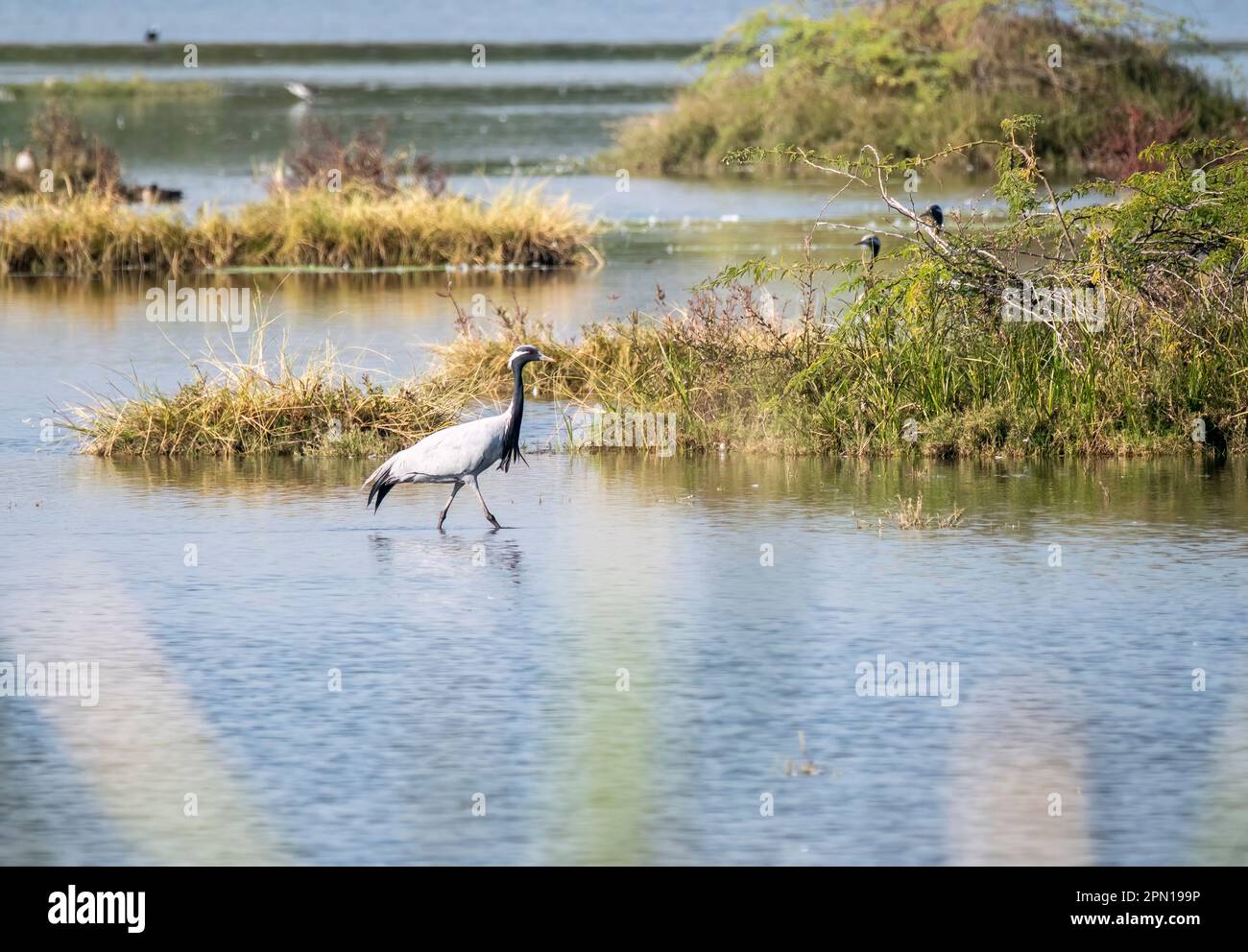 A group of Demoiselle crane wading through marshy waters on the outskirts of Nalsarovar in Gujarat Stock Photo