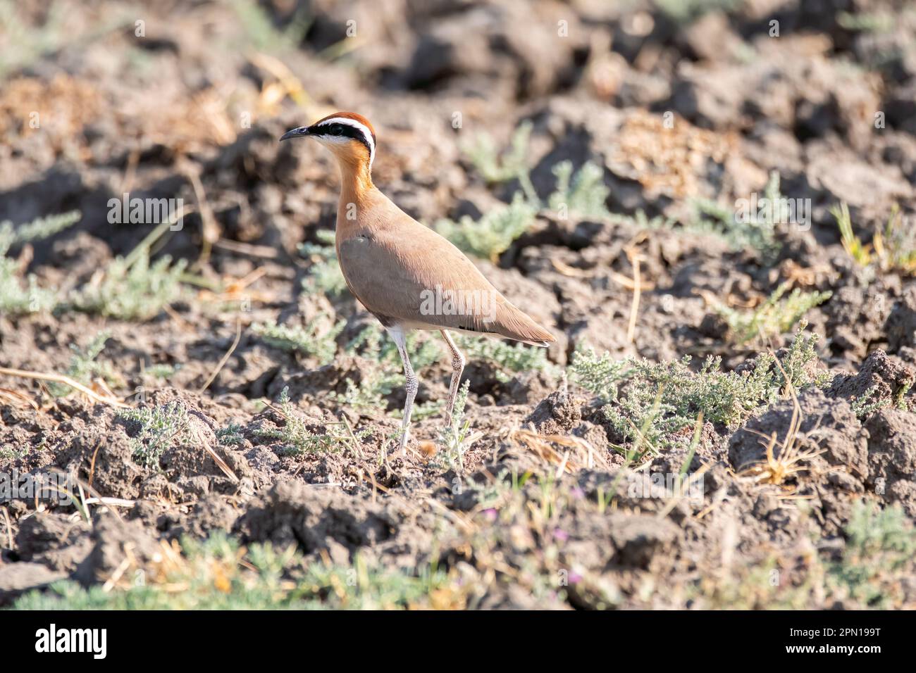 An Indian Courser standing still among a cultivation land on the outskirts of Nalsarovar Bird Sanctuary in Gujarat Stock Photo