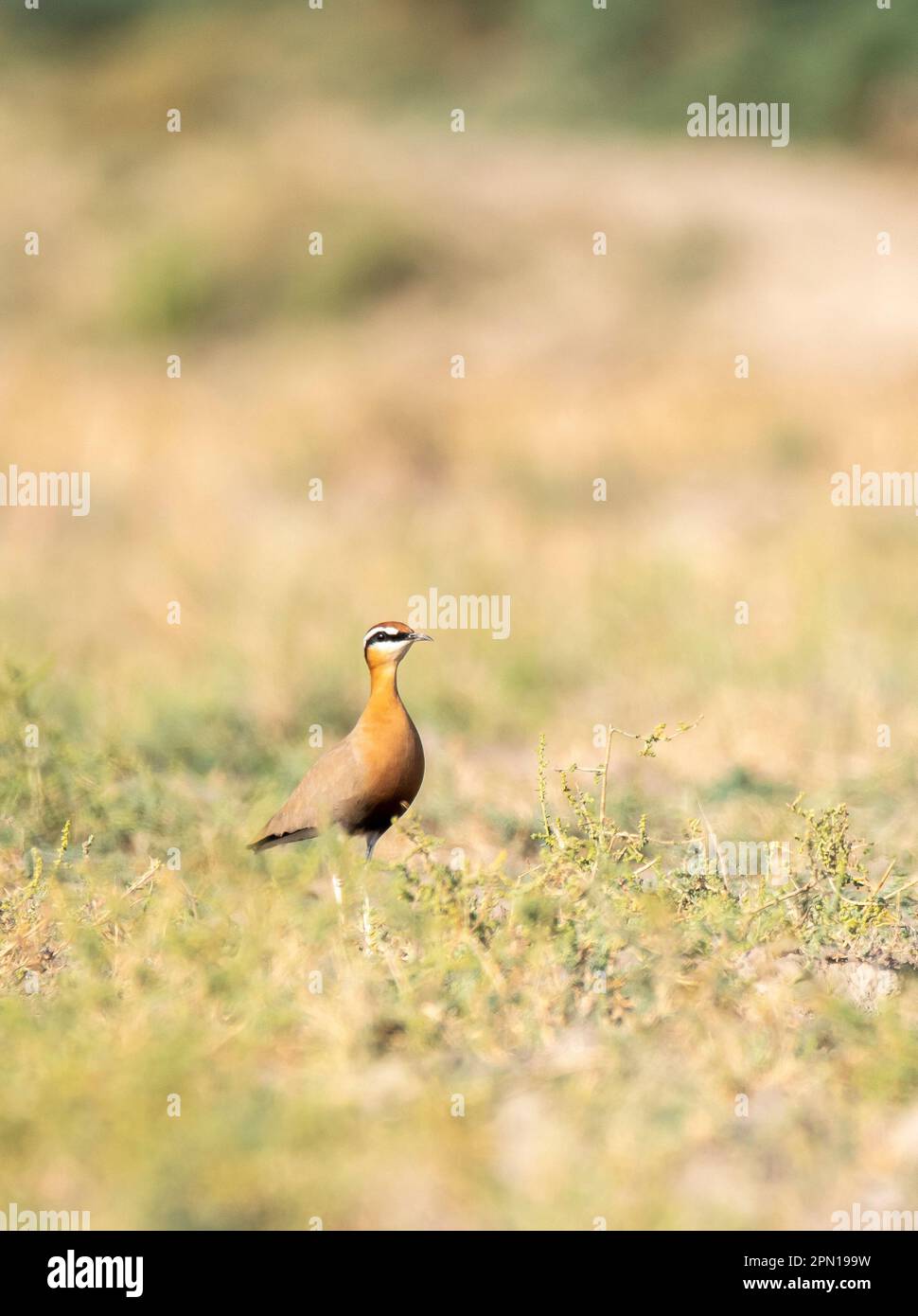 An Indian Courser standing still among a cultivation land on the outskirts of Nalsarovar Bird Sanctuary in Gujarat Stock Photo