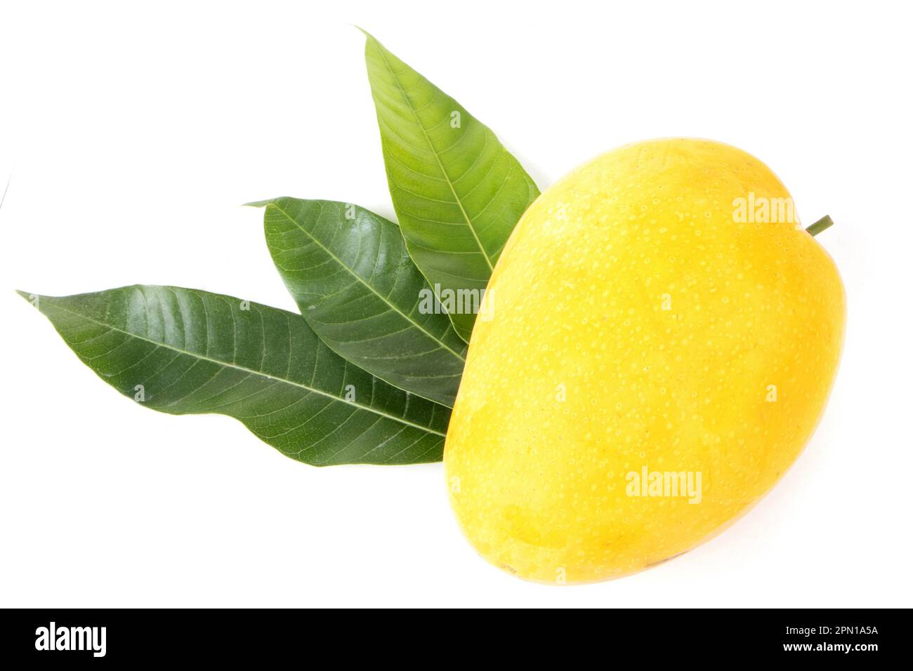 Fresh Yellow ripen Mango with leaf isolated Stock Photo Alamy