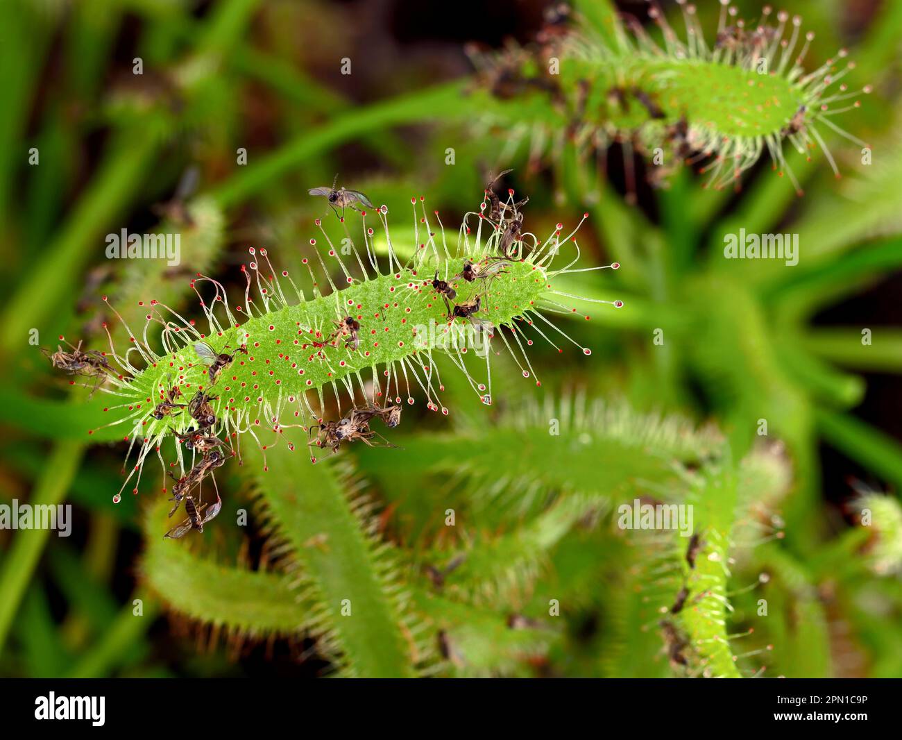 Small insect in detail hi-res stock photography and images - Alamy