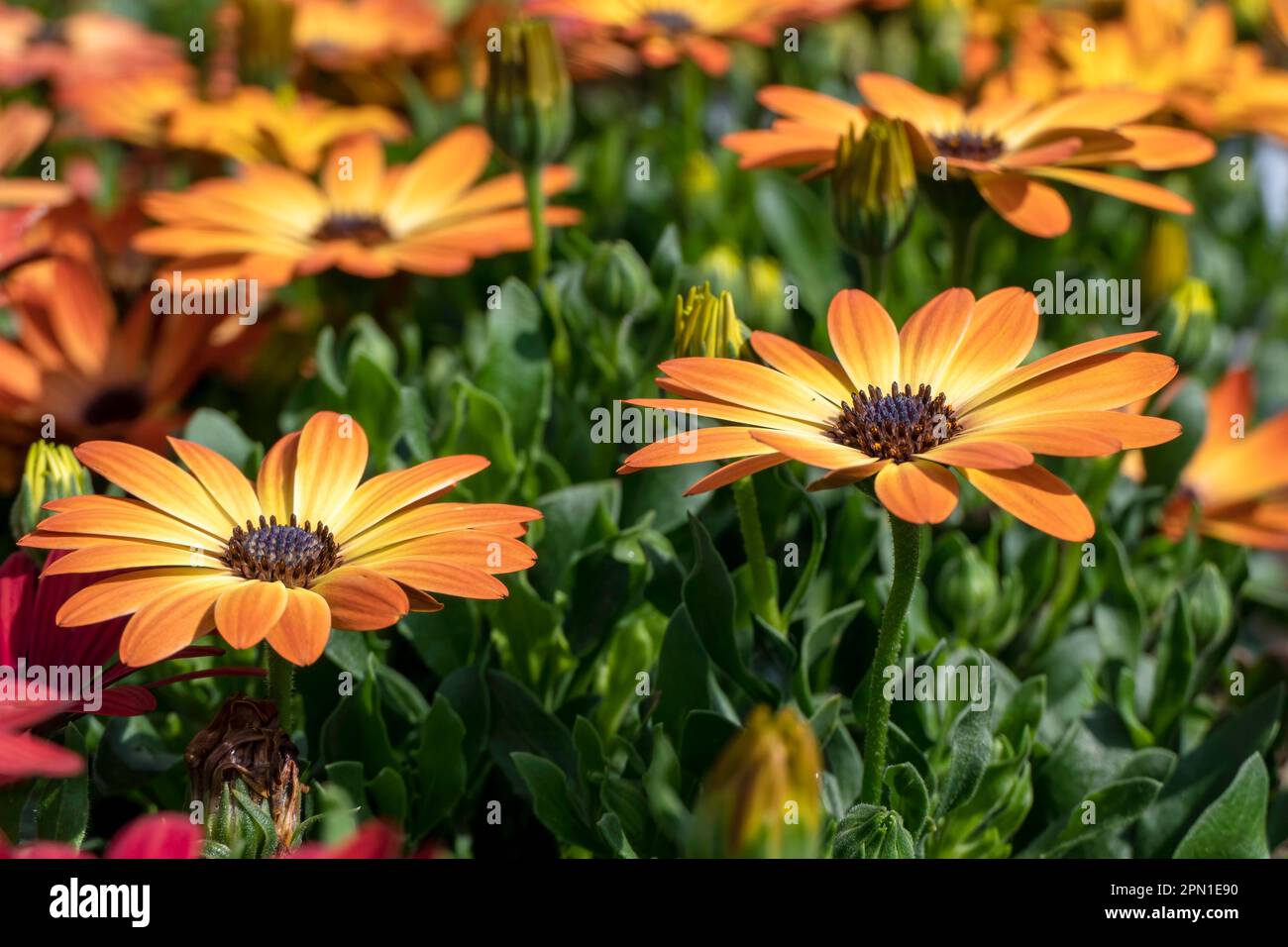 Flowers of yellow garden African daisies close up on a blurred background. Stock Photo