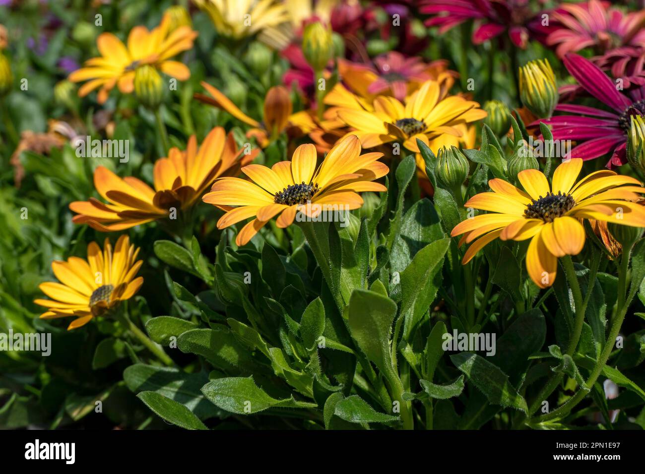 Flowers of yellow garden African daisies close up on a blurred background. Stock Photo