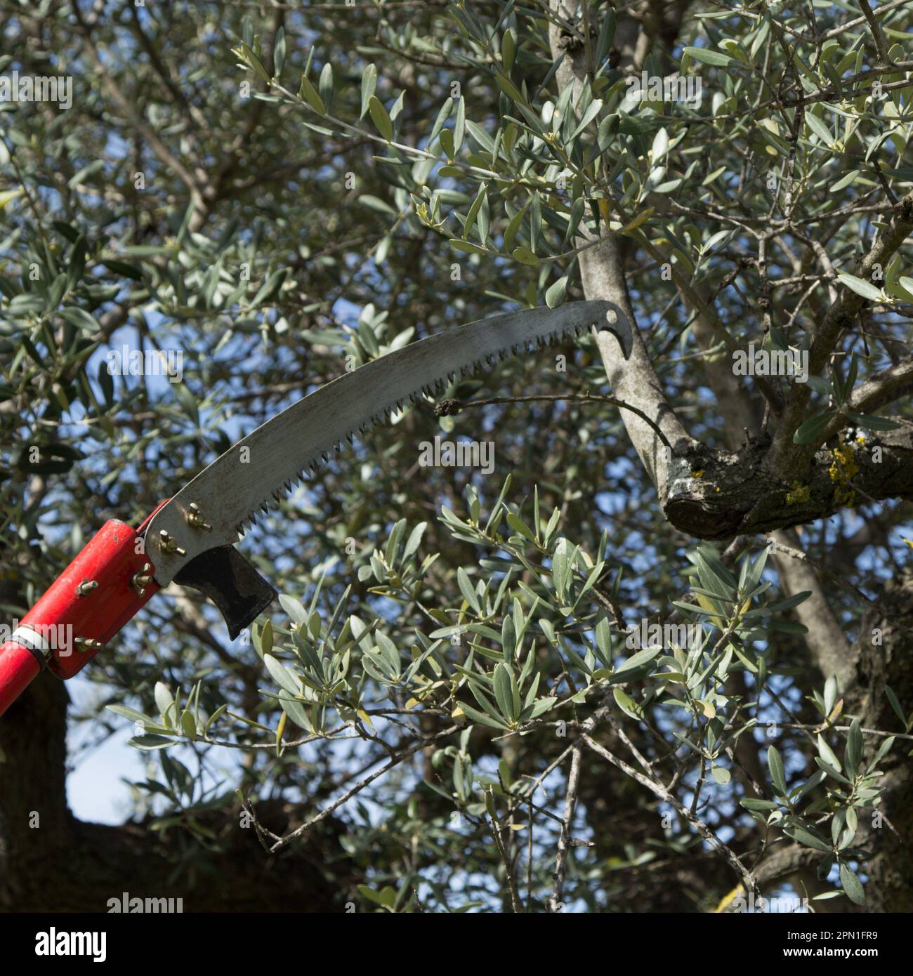 Image of a saw blade cutting through tree branches. Pruning of trees