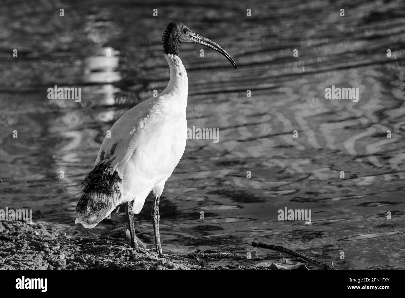 Black and white image of an Australian white ibis standing beside a pool of water Stock Photo