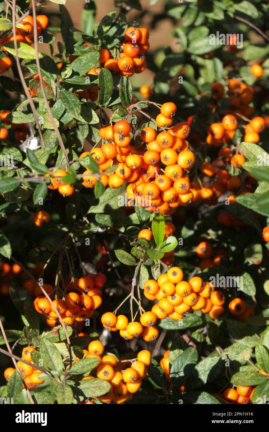 Pyracantha ripe fruits in the autumn garden Stock Photo