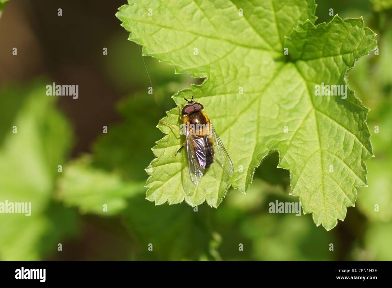 Male hoverfly Epistrophe eligans. On a leaf of a redcurrant in a Dutch garden. Spring, April, Netherlands. Stock Photo