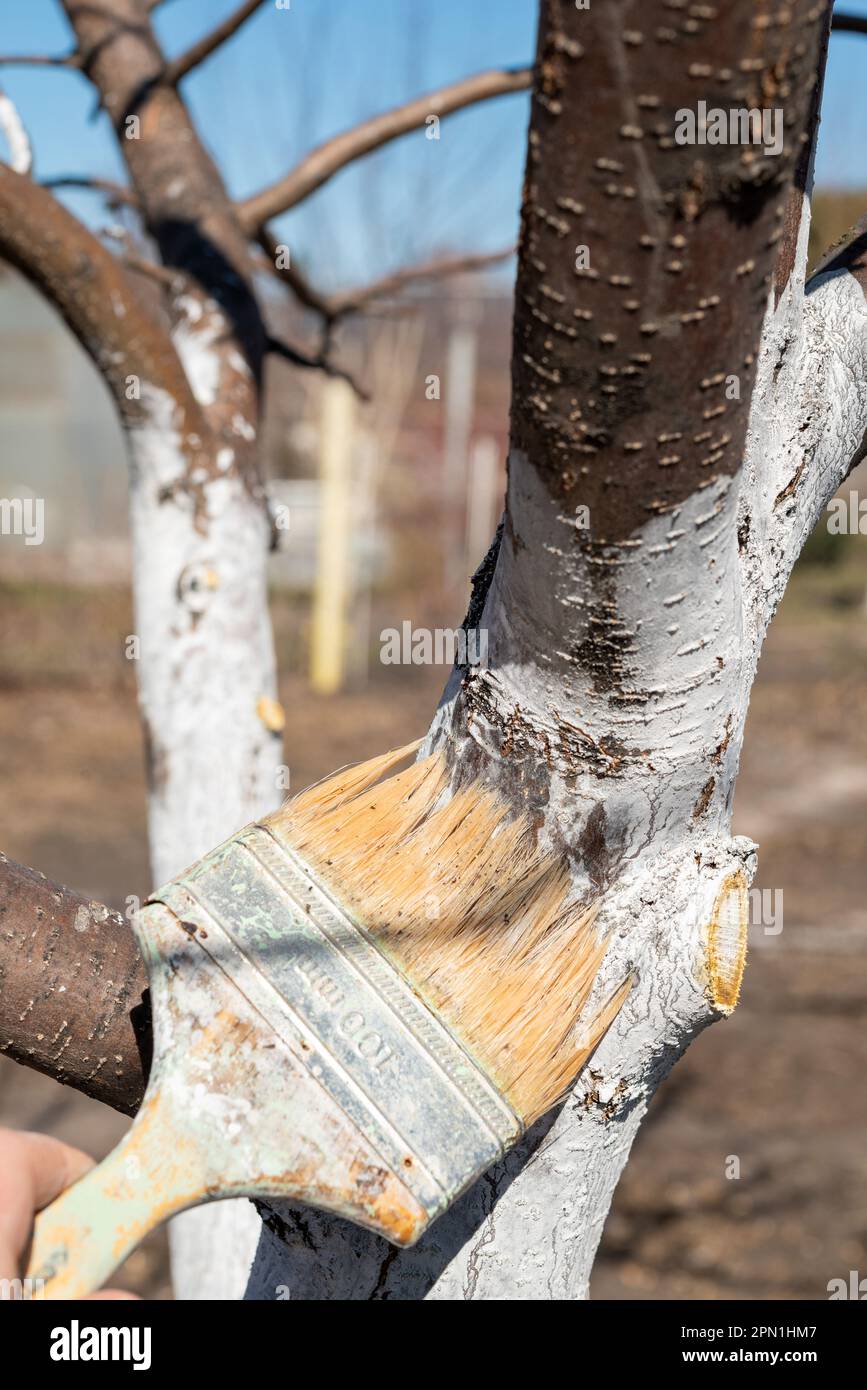 painting trees with lime from insects in a country garden. Whitewashing