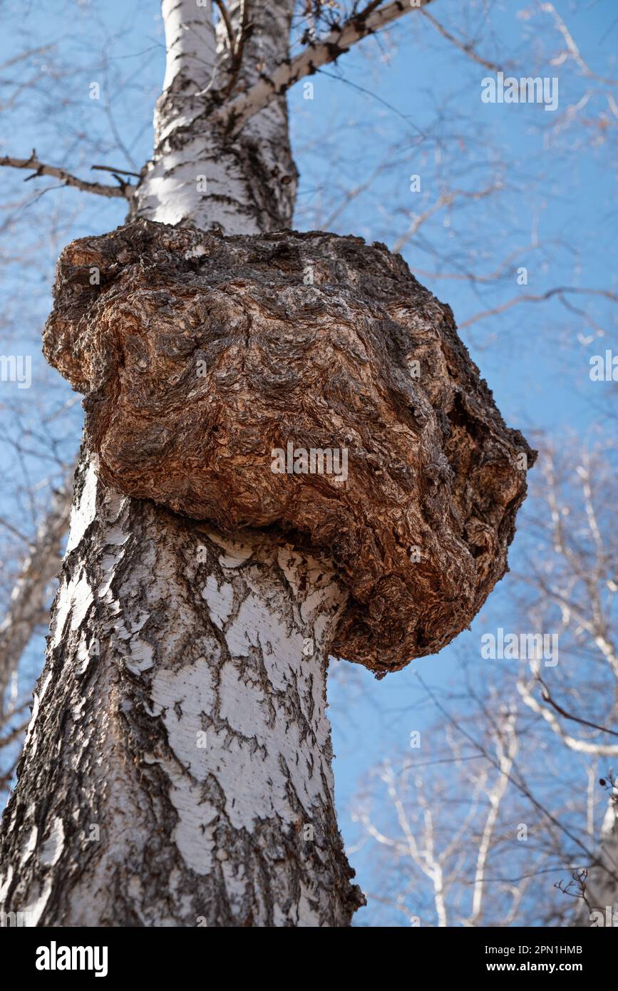 huge growth on the trunk of birch tree. big forest tree is sick
