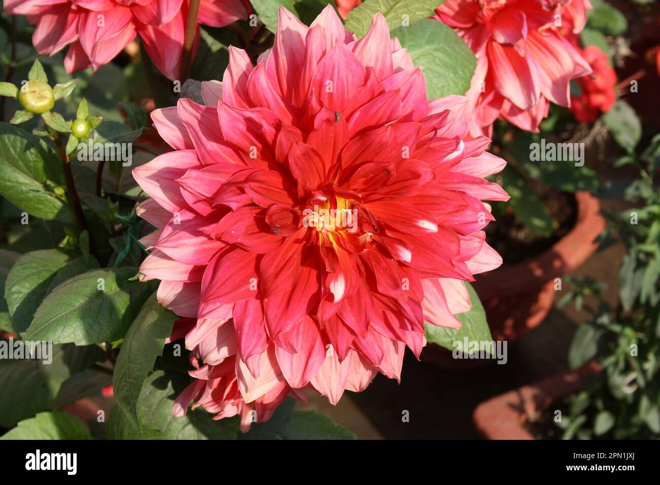 Lava Red (Decorative) dahlia of 'Berliner Kleene' cultivar (pix