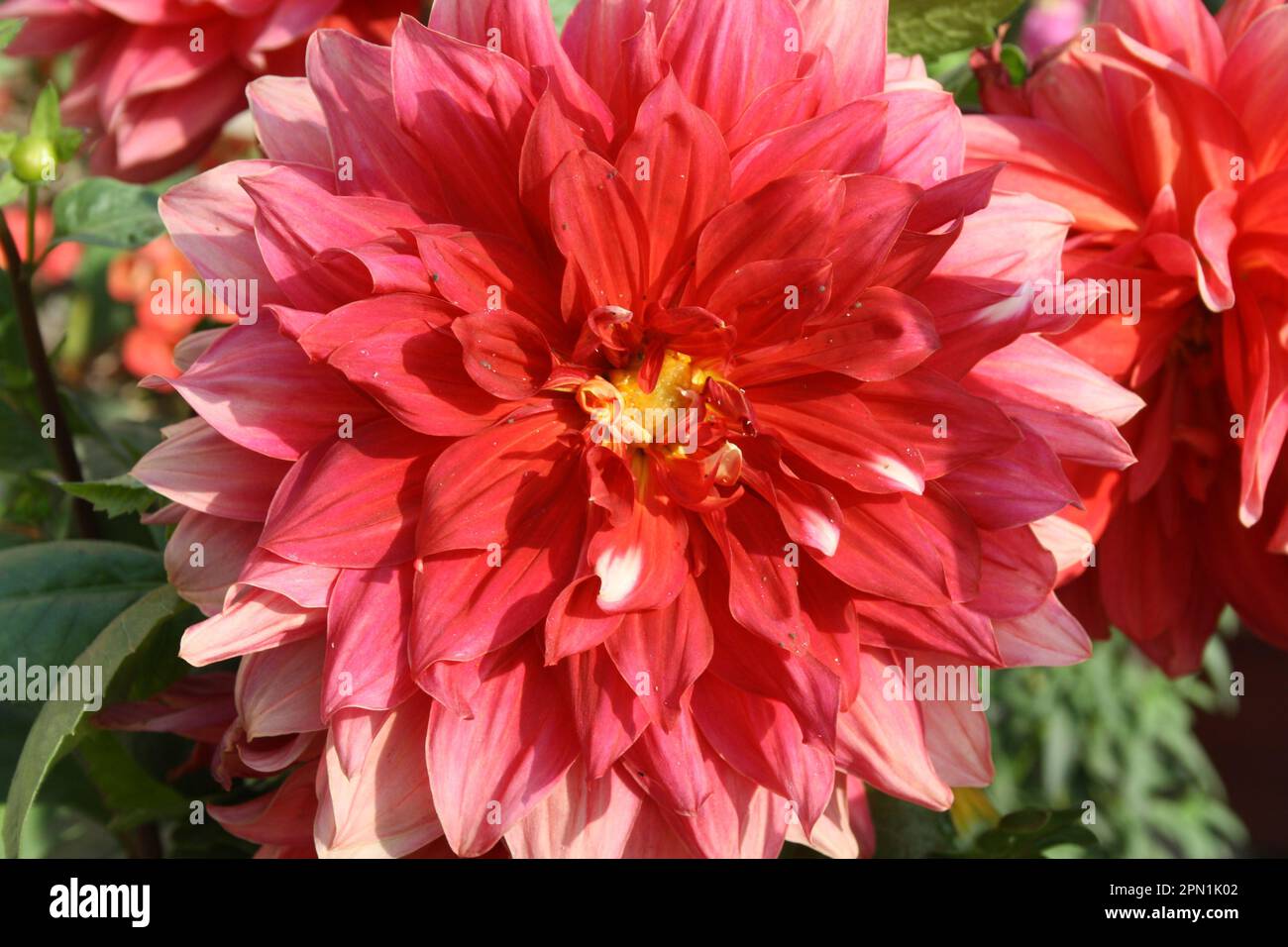 Lava Red (Decorative) dahlia of 'Berliner Kleene' cultivar (pix