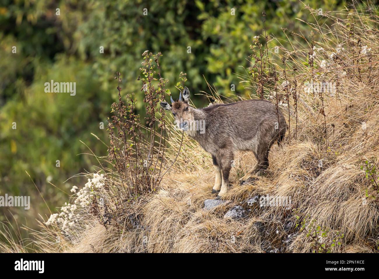 Portrait of a goral (Naemorthedus griseus) standing on the edge of the precipice and looking at the camera. Doi Inthanon National Park, Thailand. Stock Photo