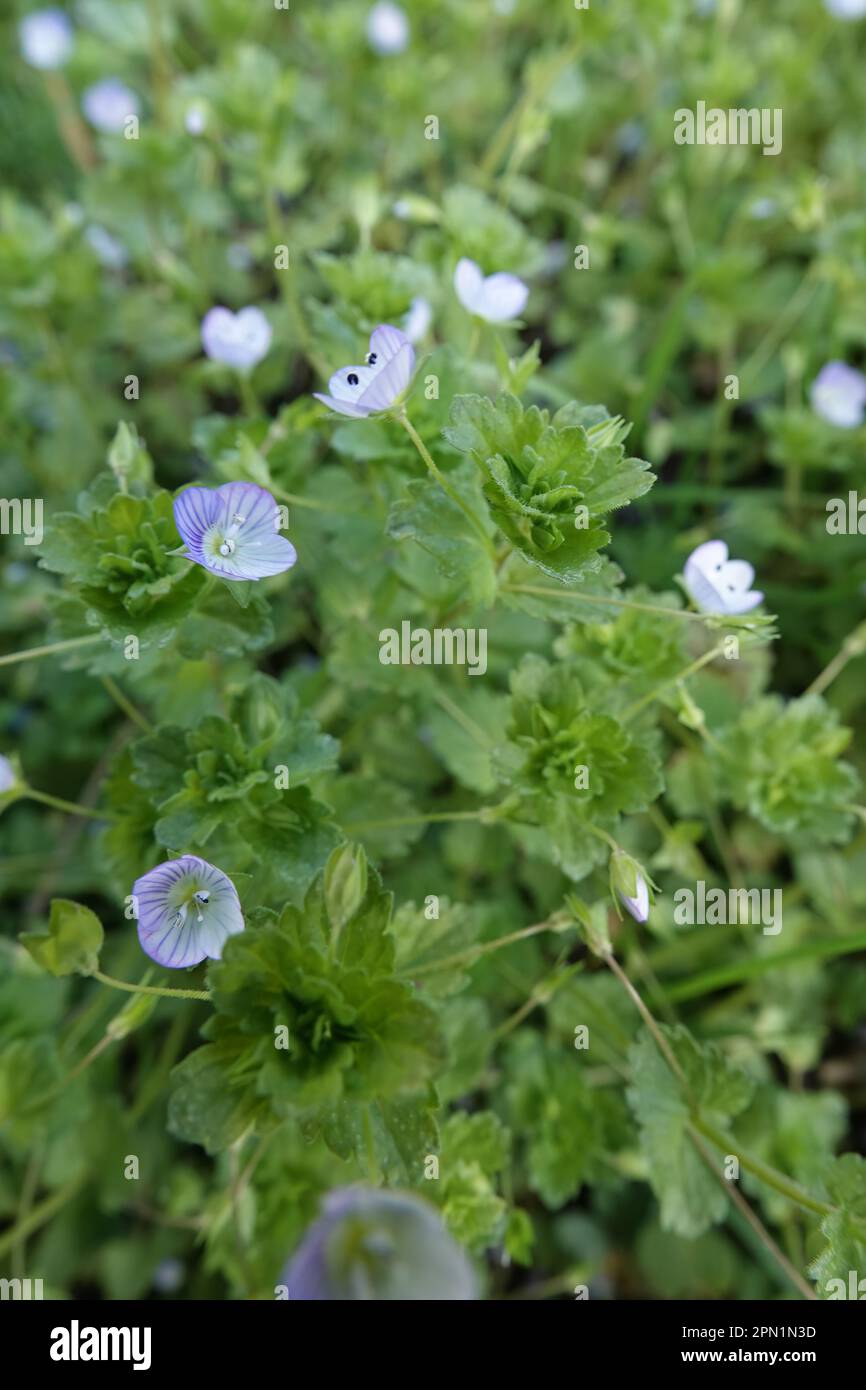 Closeup on an aggregation of Ivy-leaved Speedwell, Veronica hederifolia, with it's small lightblue flowers Stock Photo