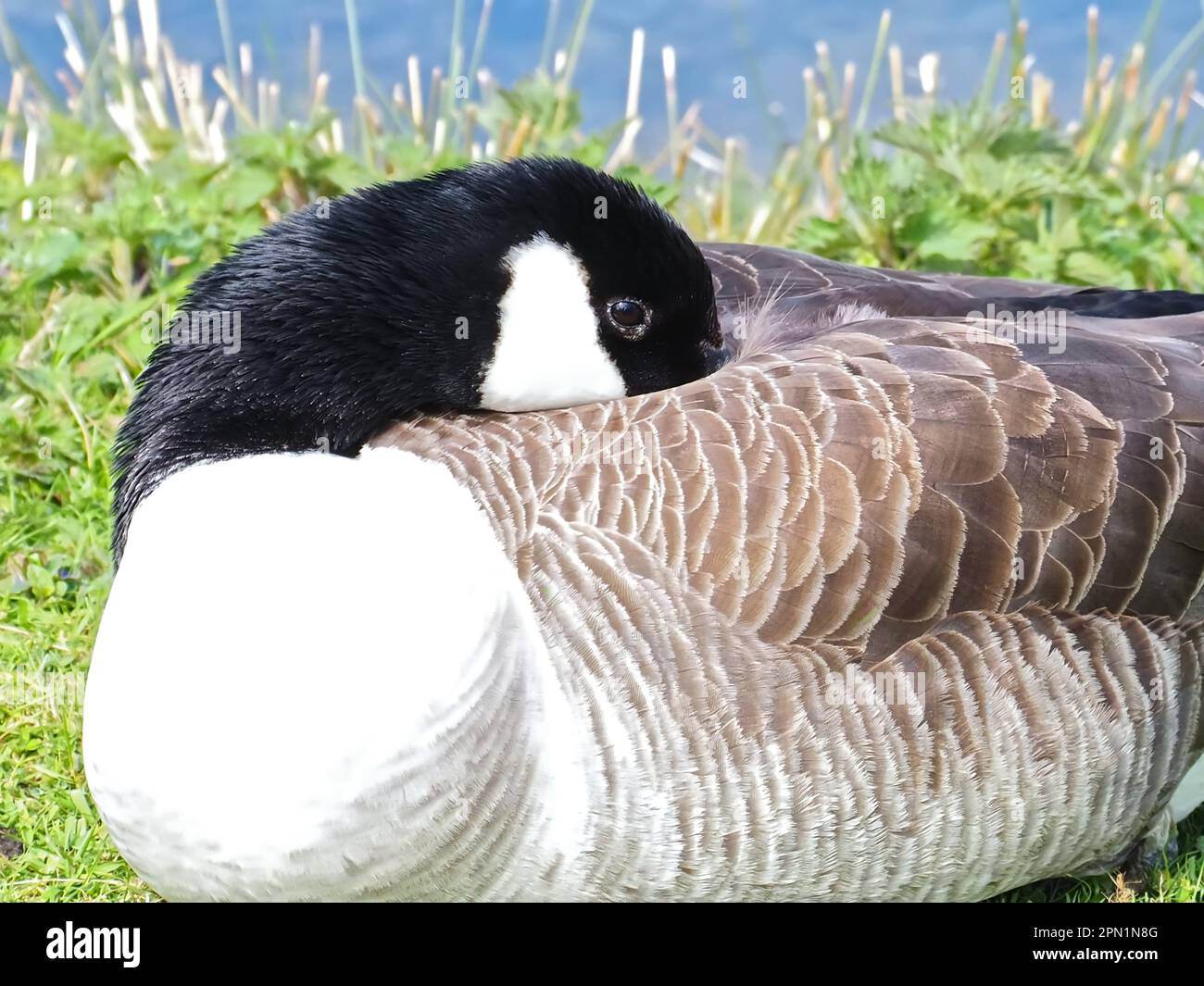 Land of the big goose hi-res stock photography and images - Alamy