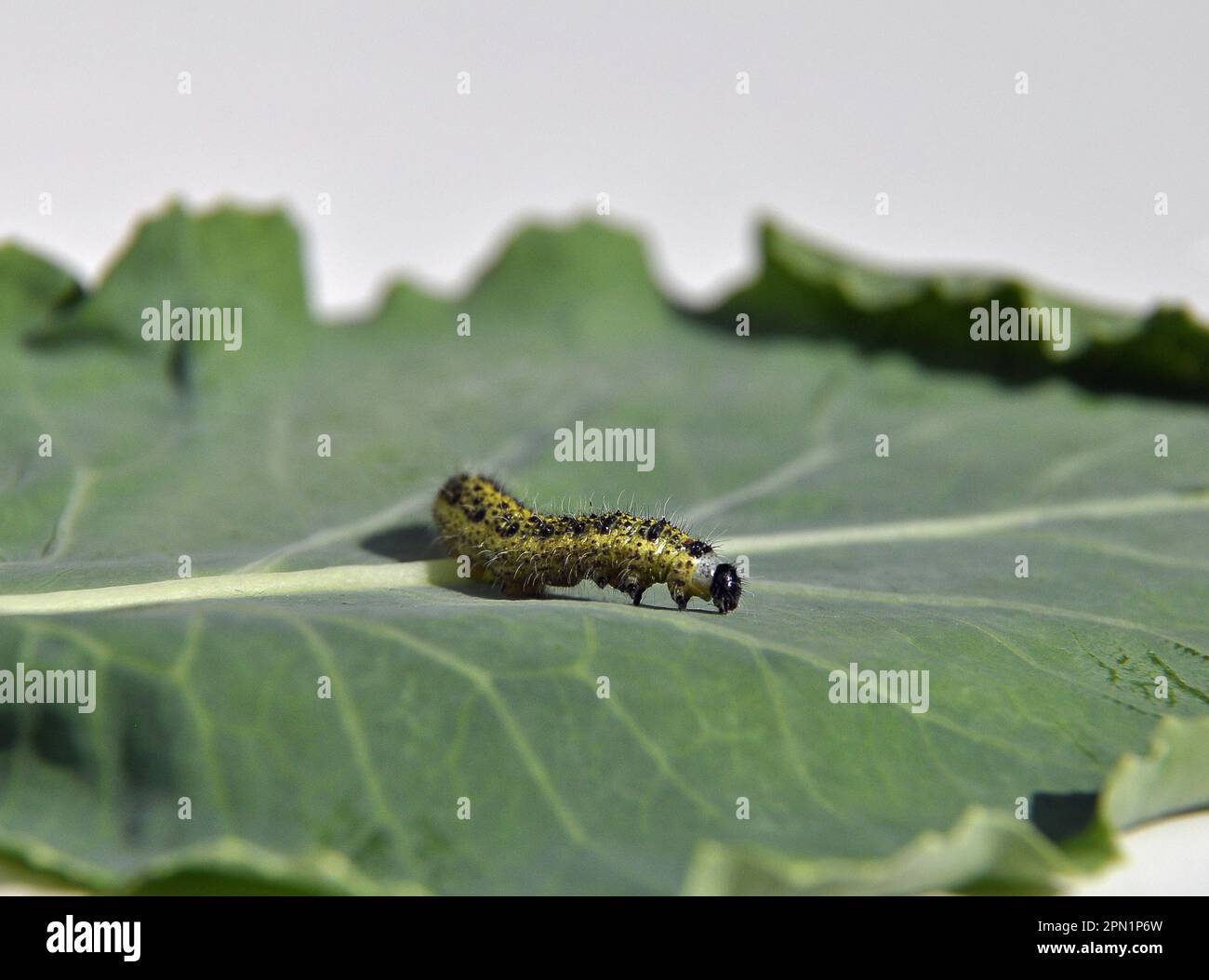 Cabbage white caterpillar on a green cabbage leaf Stock Photo - Alamy
