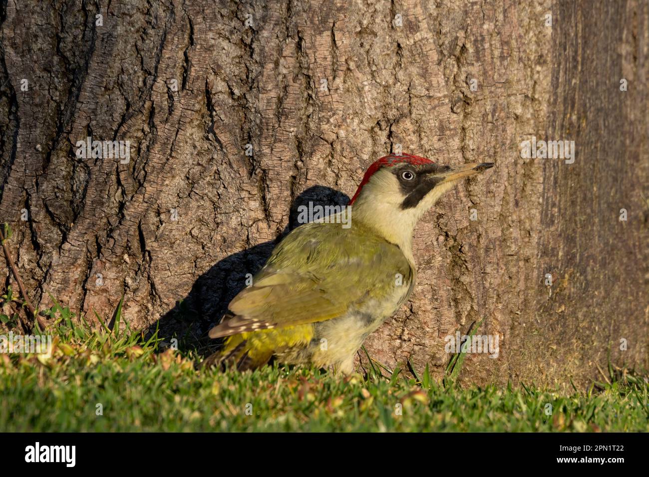 The European green woodpecker (Picus viridis). Stock Photo