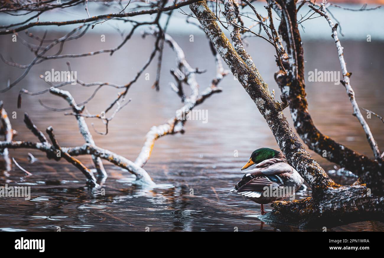 The Mallard's Odyssey: A Careful Journey Through the Lake Stock Photo