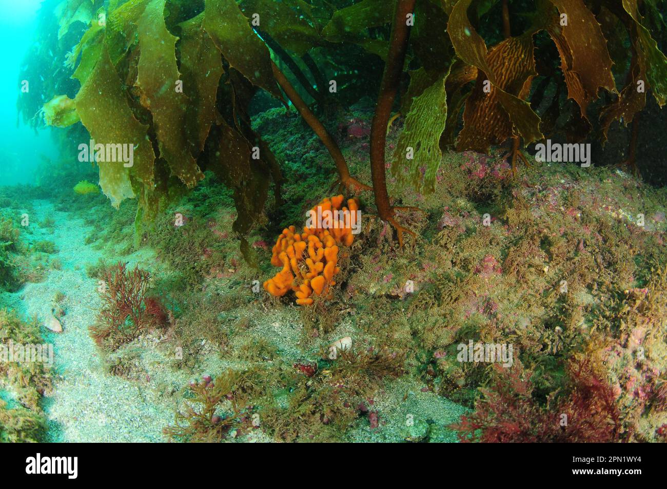 Orange sponge growing under kelp frond right next to its stalk