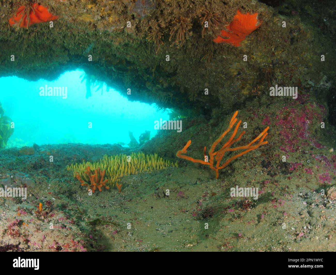 Window in rocky reef creates shade where colourful sponges thrive. Location: Leigh New Zealand Stock Photo