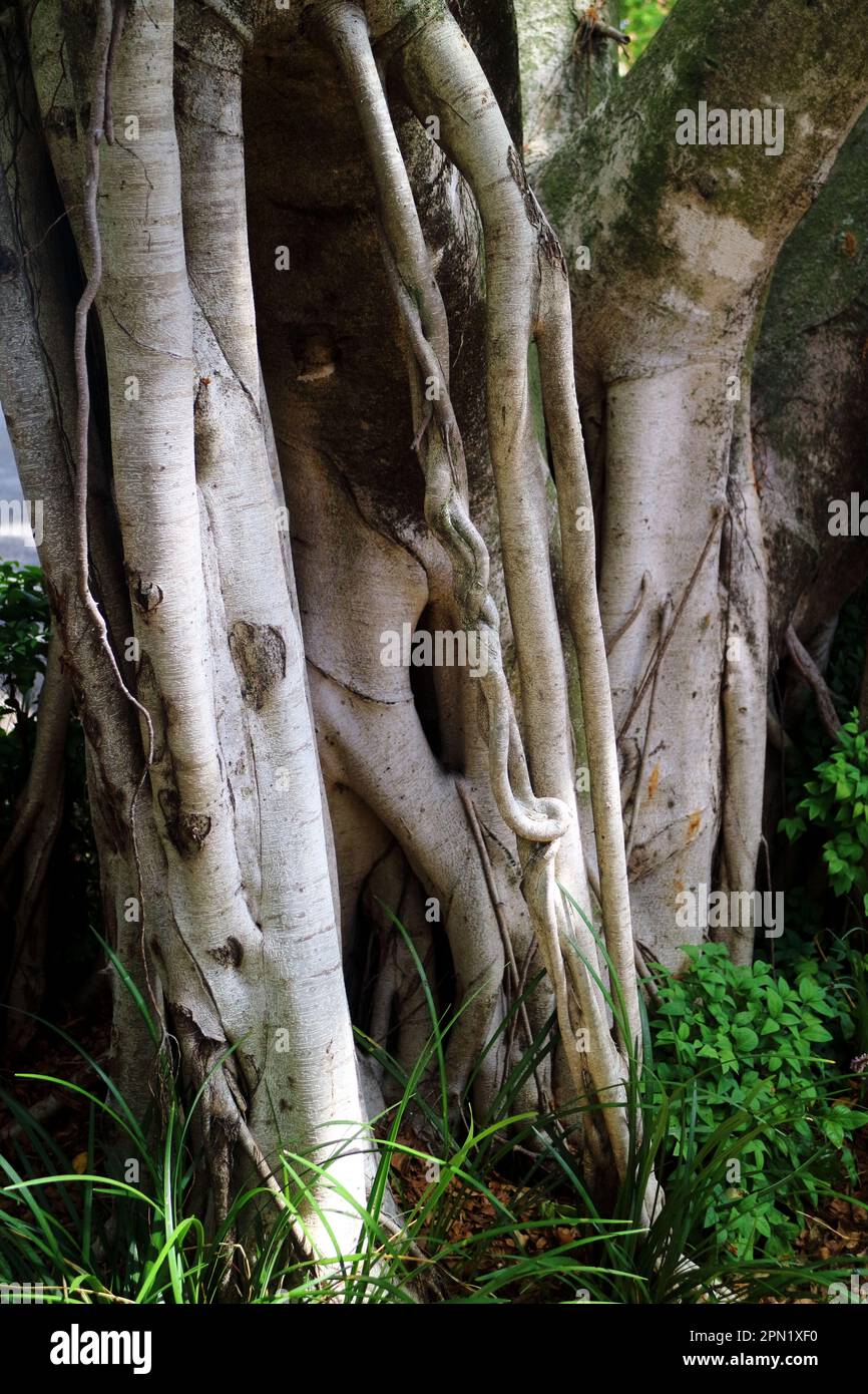 Closeup Australian rainforest fig tree trunks Brisbane Australia Stock Photo